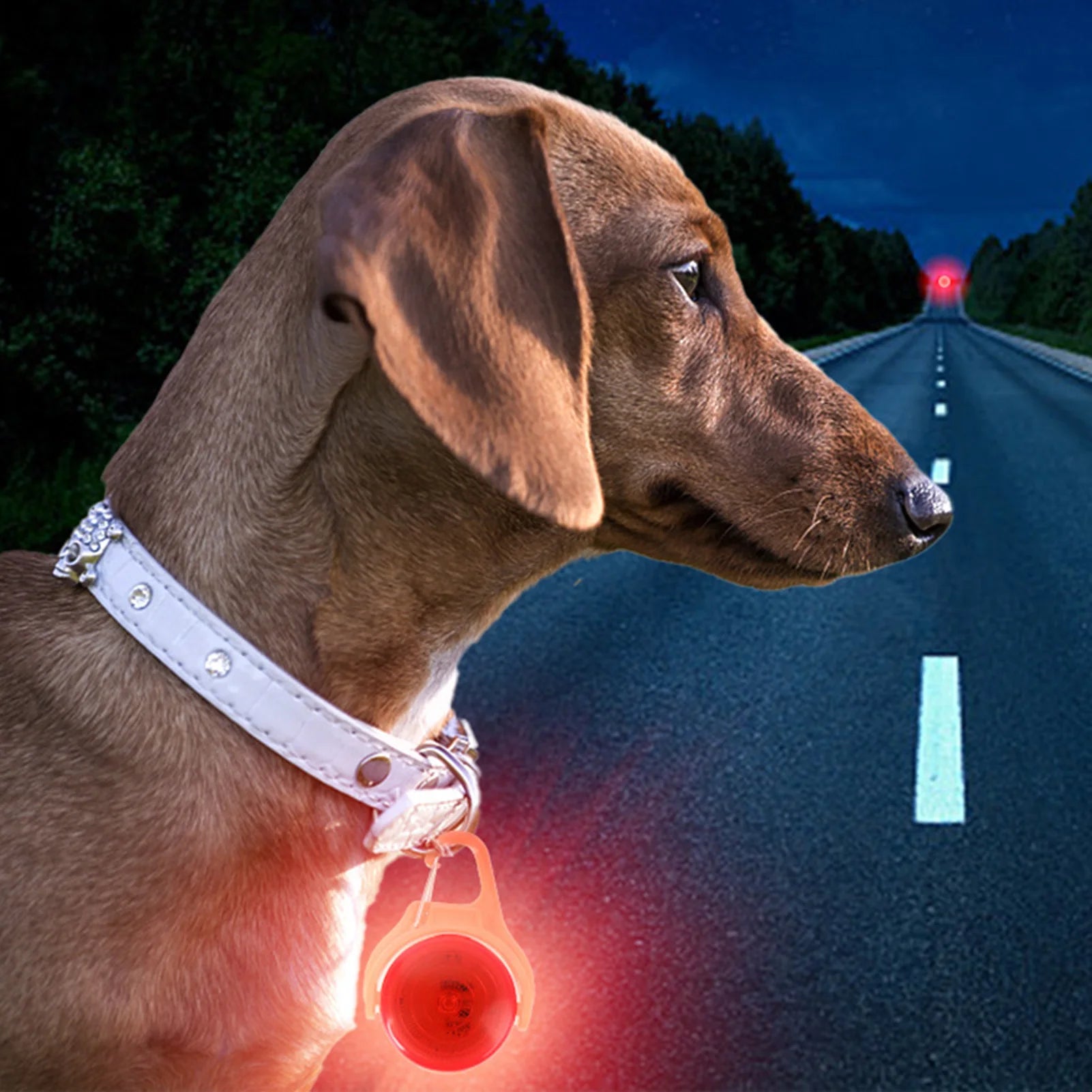 LED Pet Safety Pendant — Light-Up Collar Clip for Night Walks with Dogs & Cats